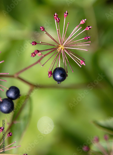 Cuadro en lienzo Aralia hispida bristly sarsaparilla fruiting umbel with single berry fruit styli