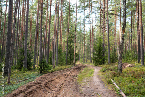 Принти на полотні Sunlit dirt road curves through pine forest during early autumn, bordered by firebreak drainage ditch, tall conifers, green undergrowth, moss, and young spruce trees in quiet woodland