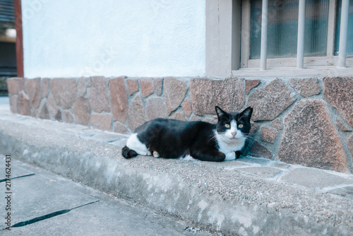 Fototapeta 【熊本】八代で出会った黒猫