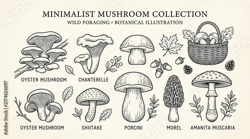 Minimalist hand drawn mushroom collection with botanical illustrations for wild foraging and nature design.