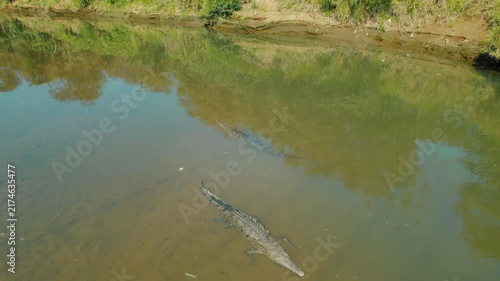 Crocodiles swimming in calm Tarcoles River with forest reflections on water in Costa Rica