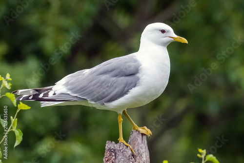 Foto Short-billed Gull (Larus brachyrhynchus) perched.