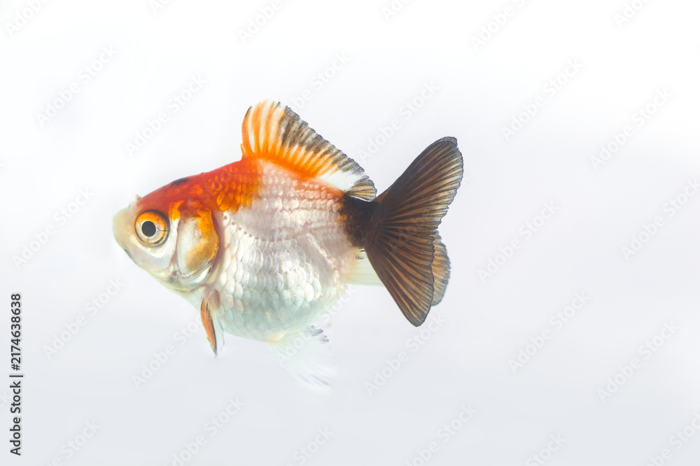 Fototapeta premium Fancy goldfish full side profile isolated on white background