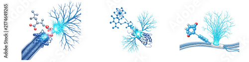 Molecular interaction of serotonin receptors and neurons for brain study