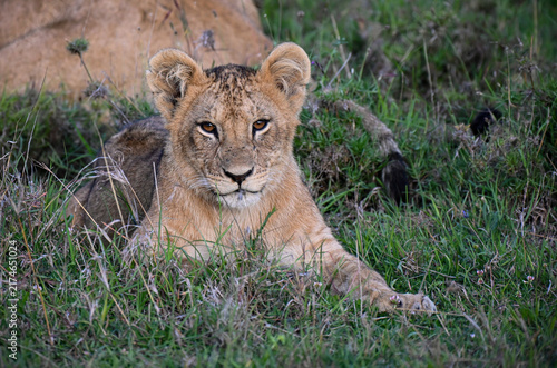 Photography lion cub in the grass