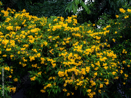 Vibrant Yellow Trumpet Flower Bush in Full Bloom Against Green Foliage