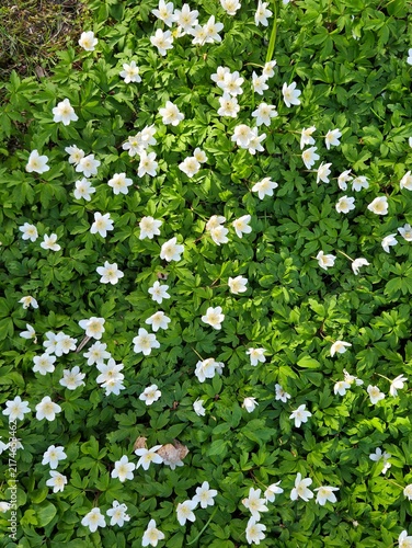 Carpet of white wood anemone flowers blooming in spring forest. Anemone nemorosa windflowers top view