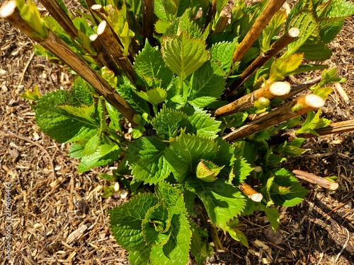 Top view of young hydrangea shoots with fresh green leaves among pruned stems on mulched garden bed in spring