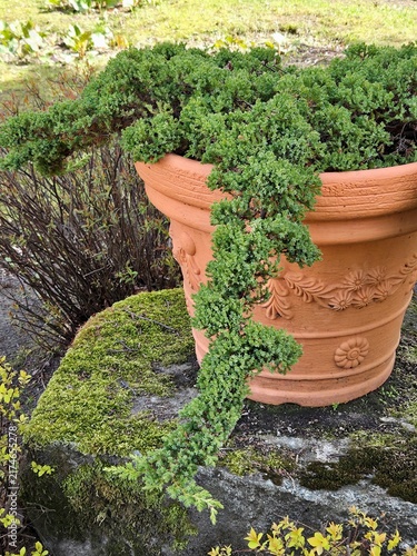 Creeping juniper in decorative terracotta pot on mossy stone in spring garden. Container gardening and landscaping