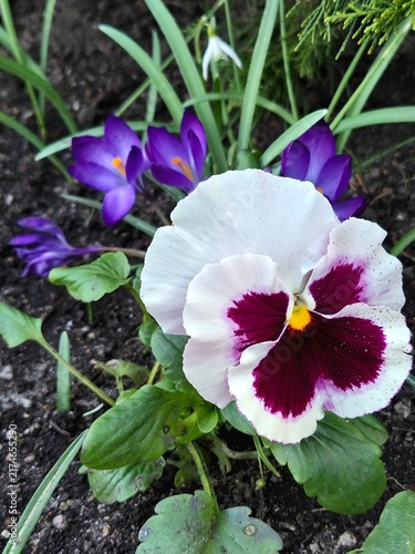 White and purple pansy flower with violet crocuses and snowdrop in early spring flowerbed closeup