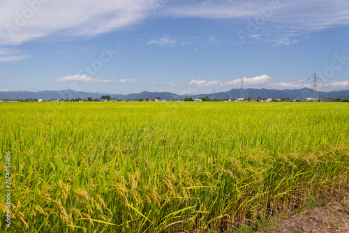 Golden Rice Field, Japanese Countryside, Yamagata Autumn Harvest, Beautiful Rural Landscape with Clear Blue Sky for Traditional Farming and Nature Backgrounds