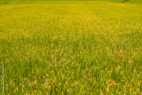 Autumn Harvest Season, Traditional Japanese Agriculture, Golden Rice Paddy, Vibrant Yellow Farming Field Texture for Eco Friendly Food Production Concepts