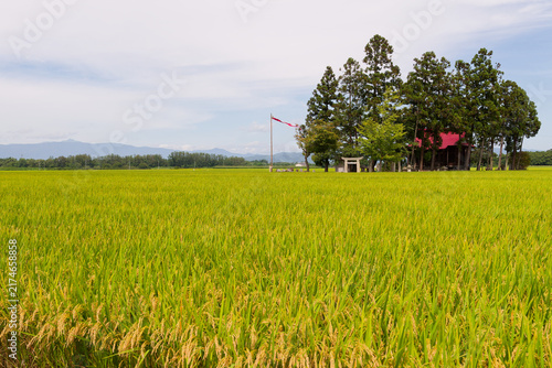 Eco Friendly Agriculture, Japanese Countryside, Golden Rice Harvest, Historic Shrine with Waving Banners for Tranquil Nature and Farming Layouts