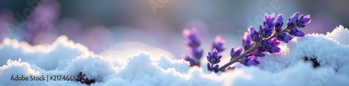 A sprig of lavender nestled among snow-covered branches, lavender, springtime, wildflowers