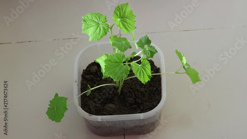 Small Green Seedling Growing in Plastic Container Pot Indoors - Home Gardening, Urban Farming, Botany, and Plant Care Concept