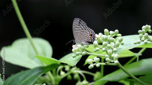 Macro Shot of Common Cerulean Butterfly Sitting on Flower Buds - Small Lycaenidae Butterfly, Insect, and Nature Concept