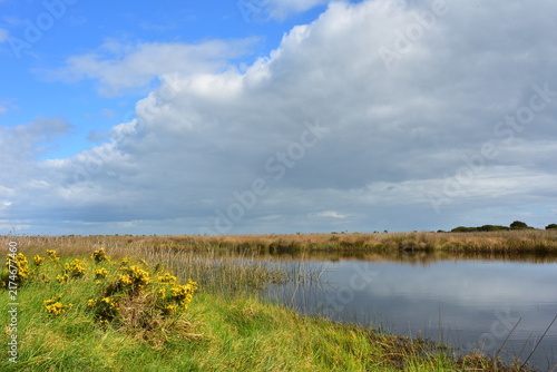 Fotografie A wetland pool reflects a dramatic partly cloudy sky, ringed by yellow gorse, reeds, and expansive brown marshland