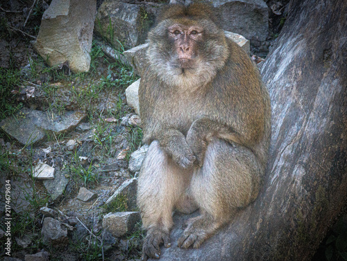 Foto Barbary Macaque Portrait at Jurques Zoo in France