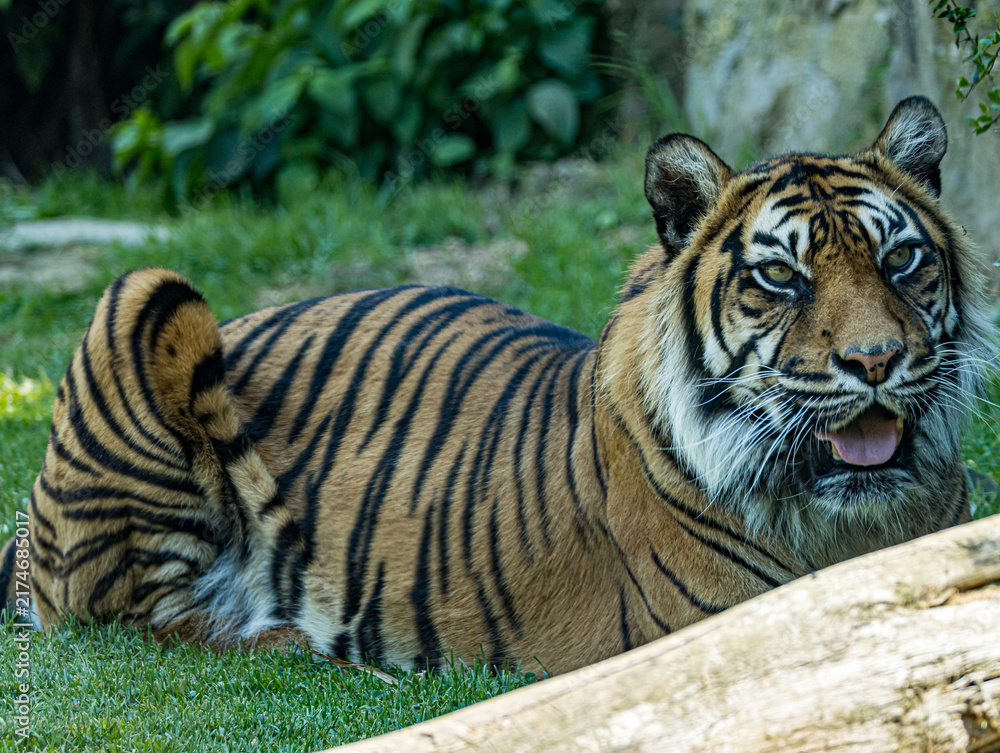 Obraz premium Dernière sous-espèce de tigre vivant sur l’île de Sumatra, le tigre de Sumatra se distingue par sa silhouette plus compacte et son magnifique pelage rayé. Cet album photo réalisé au Zoo de Champrépus 