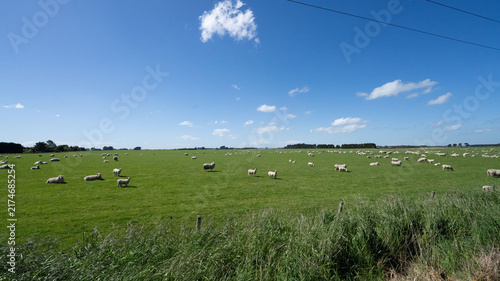 Pastoral Scene with Sheep in New Zealand's Green Fields