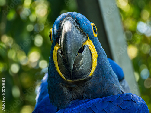 Photography Hyacinth macaw (Anodorhynchus hyacinthinus) perched at a zoo in France