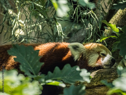 Принти на полотні Red panda (Ailurus fulgens) resting on a branch at a zoo in France