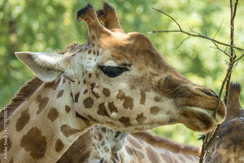 Photography Kordofan giraffe (Giraffa camelopardalis antiquorum) standing at a zoo in France