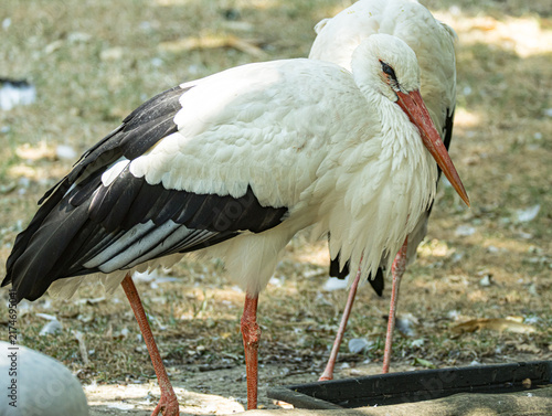 Fotografía White stork (Ciconia ciconia) standing in a natural or zoo environment, displaying its distinctive white and black plumage, long red legs, and long red bill