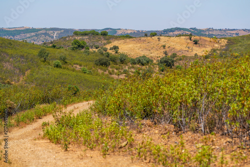 Obraz na płótnie Rolling sunbaked hills covered in low scrubby vegetation and scattered olive trees stretch toward a distant hazy horizon