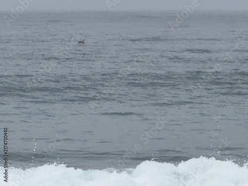 Картината върху платно Solitary brown pelican calmly resting on overcast ocean waters near white breaking crests in Carlsbad, California