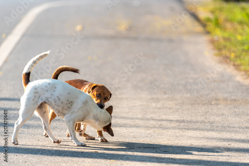 Canvastavla Two dogs sniffing exploring together quiet rural road warm sunlight showing natu