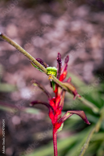 Canvastavla Australian Kangaroo Paw Flower in Perth Western Australia