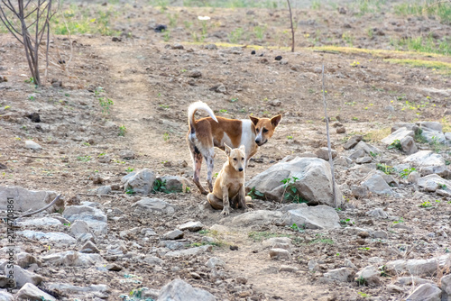 Photography Two stray dogs standing together dry rocky ground rural outdoor area showing nat