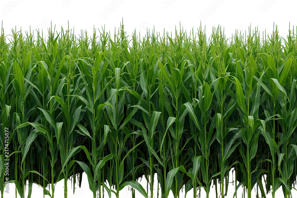 Obraz premium Tall green corn field border with dense stalks