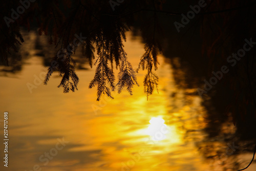 Obraz na plátne Silhouetted Branches Over Golden Water at Sunset