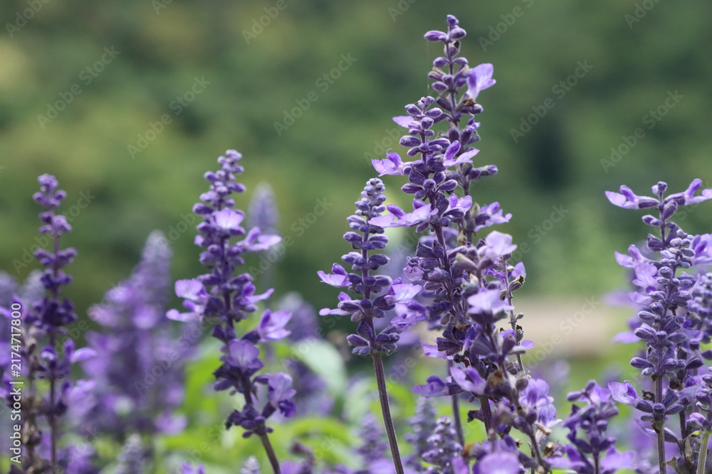 Fototapeta premium Purple salvia flowers blooming in garden