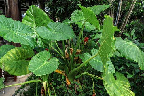 Obraz na plátně Tropical elephant ear plants with large green leaves in a lush garden