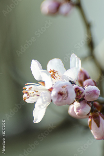 Cherry Blossoms on Branch in Soft Spring Light