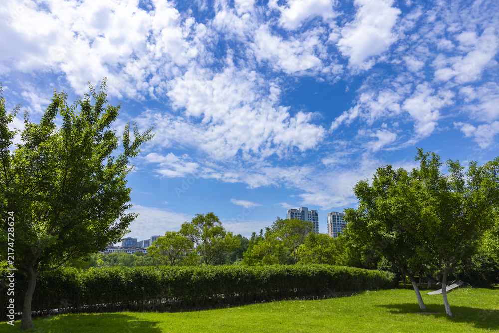 Fototapeta premium Green City Park Under a Bright Blue Sky