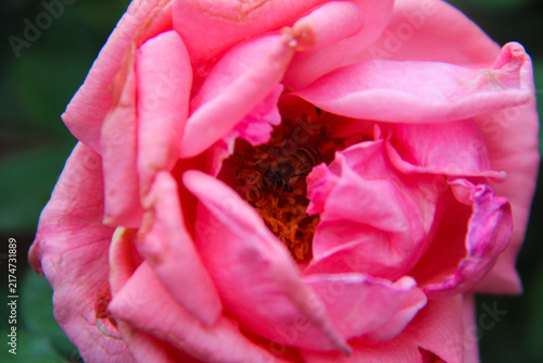 Pink Rose with Bee in Bloom