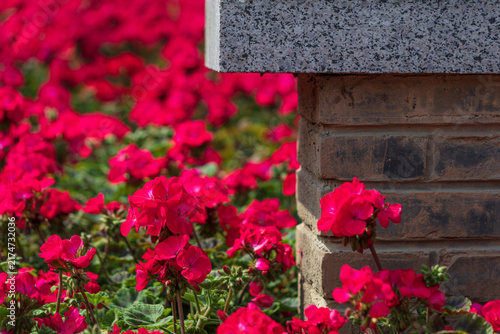 Red Geranium Flowers Growing Beside a Stone Wall