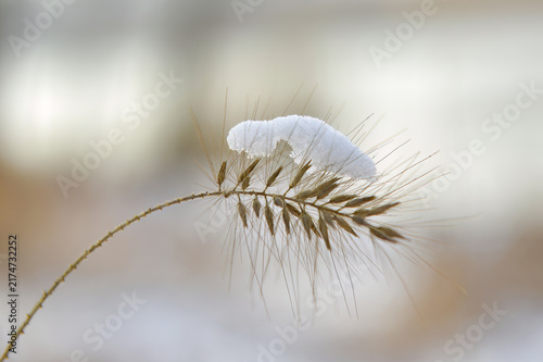 Grass Seed Head with Snow in Winter