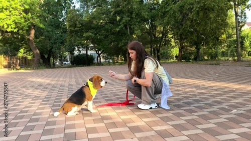 Purebred beagle sits and looks attentively at a treat during an outdoor training session, pet obedience, focus and canine learning.