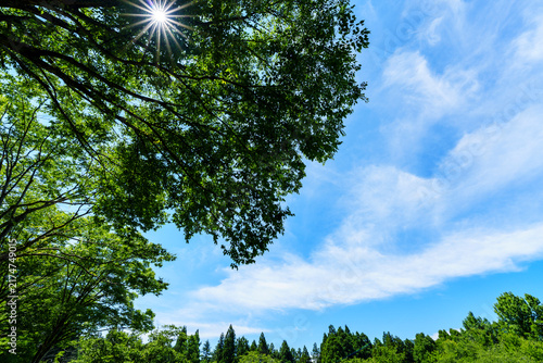 陽が差し込む夏の森
