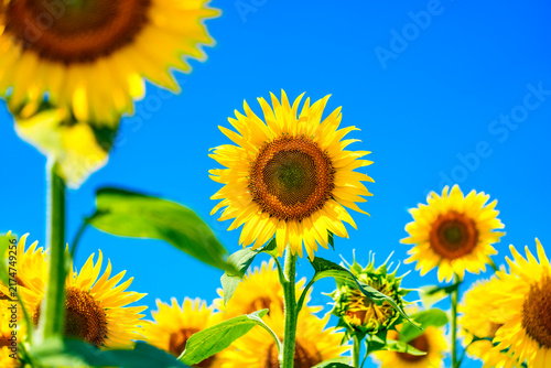 夏を象徴するひまわりの花