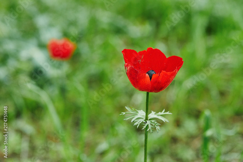 Red wild anemones flowers in bloom in the grass in the sun on a blurred background, Israel.