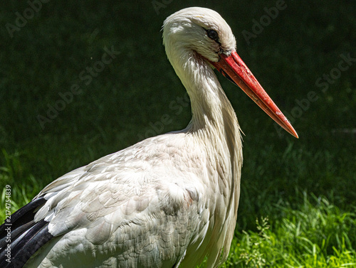 Fotografía White stork (Ciconia ciconia) standing in a natural or zoo environment, displaying its distinctive white and black plumage, long red legs, and long red bill