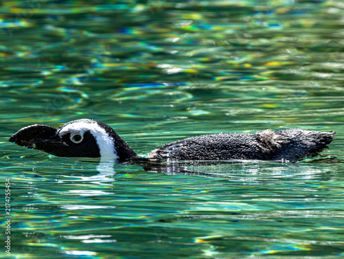 African penguin (Spheniscus demersus) at Champrépus Zoo in Normandy, France. Portrait of this distinctive seabird showing its black and white plumage, characteristic markings and elegant posture. Wild
