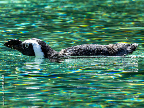 African penguin (Spheniscus demersus) at Champrépus Zoo in Normandy, France. Portrait of this distinctive seabird showing its black and white plumage, characteristic markings and elegant posture. Wild
