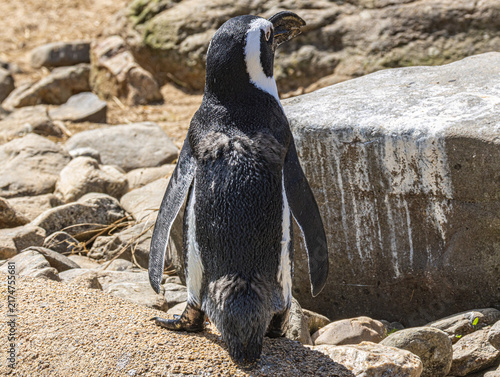 African penguin (Spheniscus demersus) at Champrépus Zoo in Normandy, France. Portrait of this distinctive seabird showing its black and white plumage, characteristic markings and elegant posture. Wild